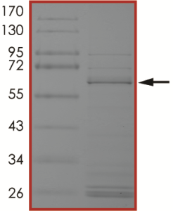 BRAF (d486-490 V471F) Protein